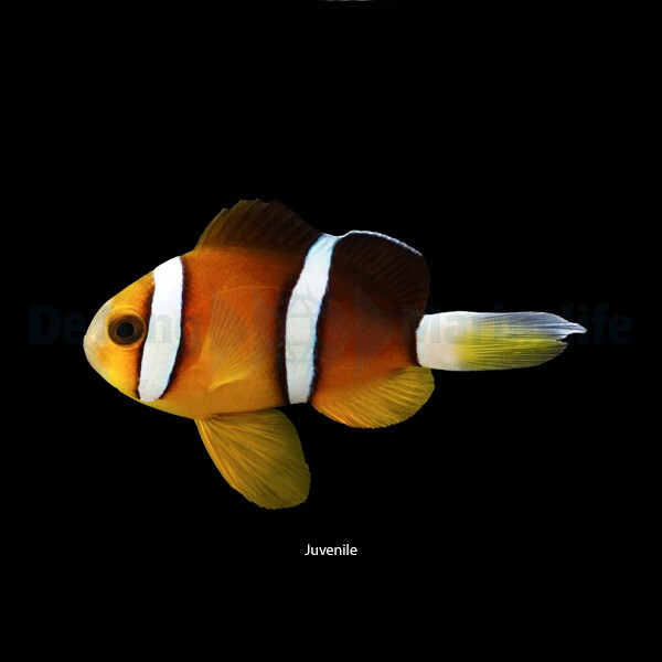Amphiprion tricinctus - Dreiband-Anemone box