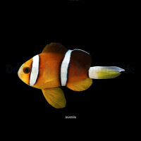 Amphiprion tricinctus - Dreiband-Anemonenfisch (NZ)