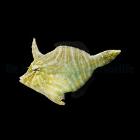 Acreichthys radiatus - Radial Feilenfisch