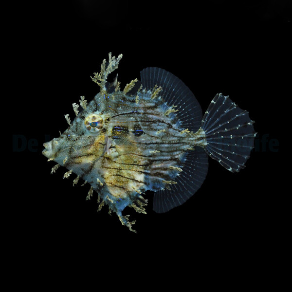 Chaetodermis penicilligerus - Schmuck-Fe box