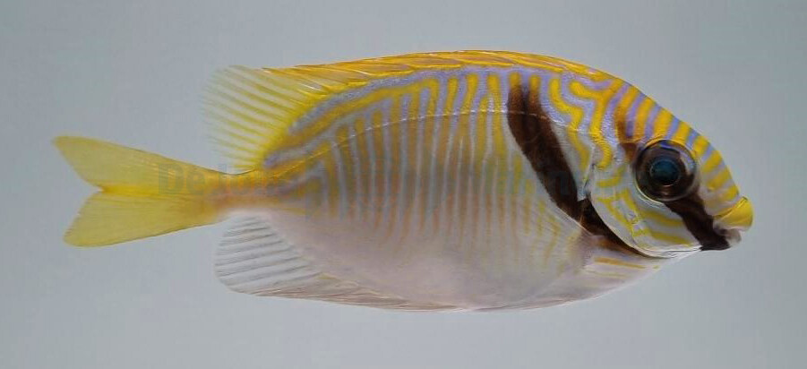 Siganus doliatus - Blaustreifen-Kaninchenfisch