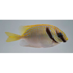 Siganus doliatus - Blaustreifen-Kaninchenfisch