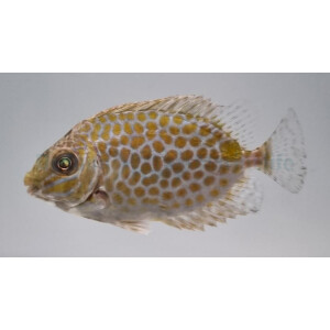 Siganus guttatus - Kaninchenfisch