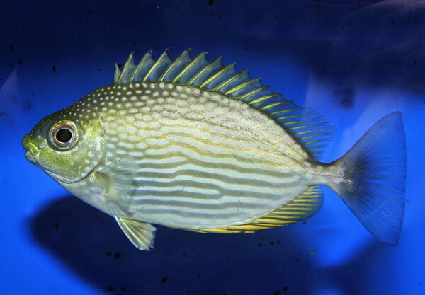 Siganus javus - Java-Kaninchenfisch