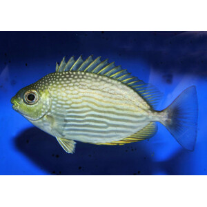 Siganus javus - Java-Kaninchenfisch