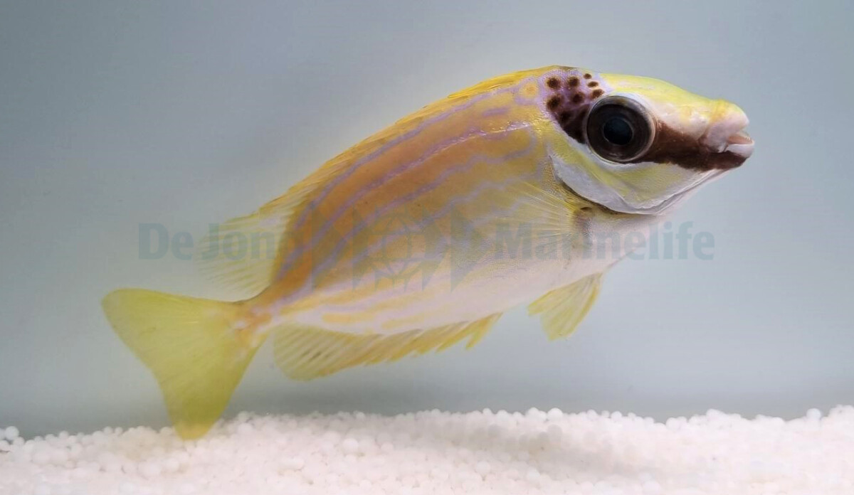 Siganus puellus - Masken-Kaninchenfisch