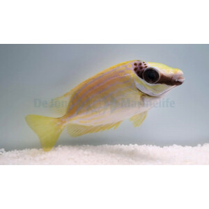 Siganus puellus - Masken-Kaninchenfisch