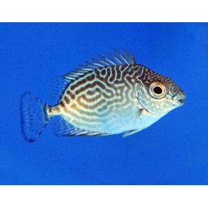 Siganus spinus - Stachliger Kaninchenfisch