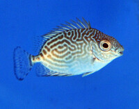 Siganus spinus - Stachliger Kaninchenfisch