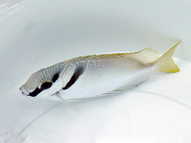 Siganus virgatus - Kopfband-Kaninchenfisch