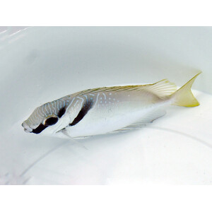 Siganus virgatus - Kopfband-Kaninchenfisch