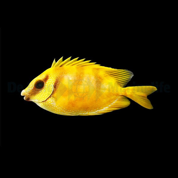 Siganus corallinus - Indischer Korallen-Kaninchenfisch