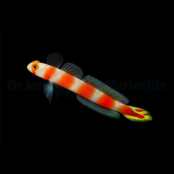 Amblyeleotris aurora - Partner-Grundel