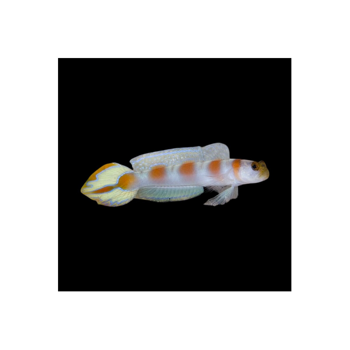 Amblyeleotris yanoi - Fahnenschwanz-Wächtergrundel