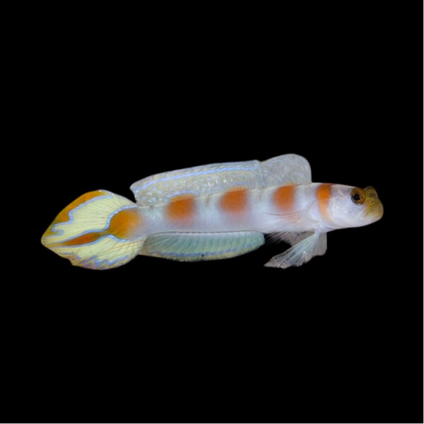 Amblyeleotris yanoi - Fahnenschwanz-Wächtergrundel