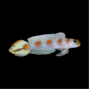 Amblyeleotris yanoi - Fahnenschwanz-Wächtergrundel