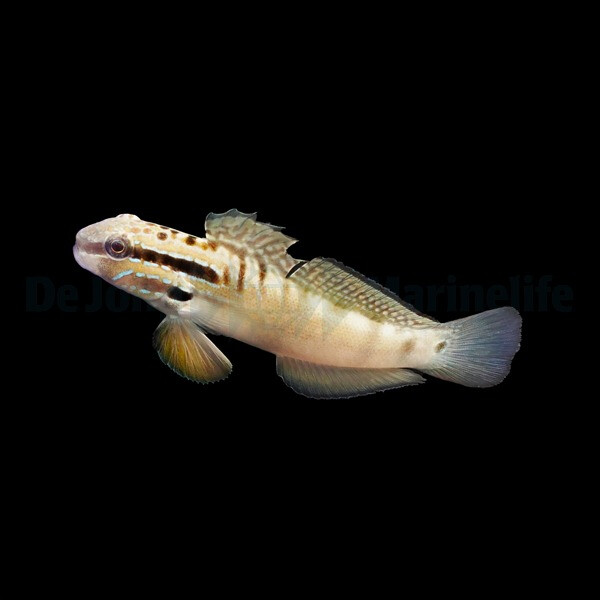 Amblygobius bynoensis - Bagger-Grundel