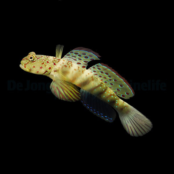 Cryptocentrus leptocephalus - Partnergrundel