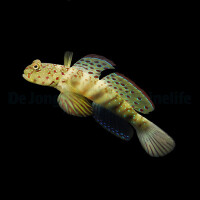 Cryptocentrus leptocephalus - Partnergrundel