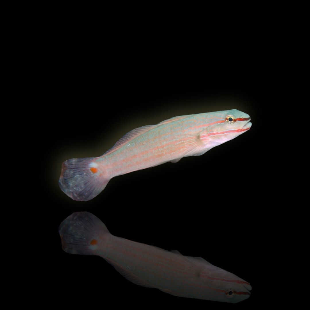 Amblygobius decussatus - Orangestreifen-Grundel