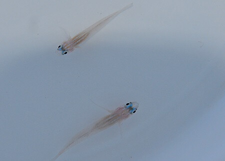 Coryphopterus lipernes - Pfefferminz Goby