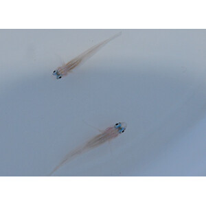 Coryphopterus lipernes - Pfefferminz Goby
