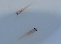 Coryphopterus lipernes - Pfefferminz Goby