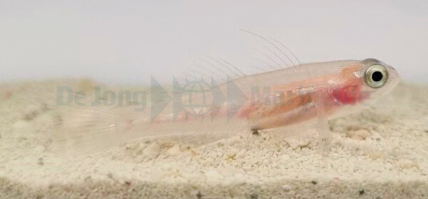 Coryphopterus personatus - Maskierte Grundel, Glas-Grundel, Schwebegrundel