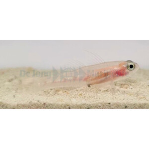 Coryphopterus personatus - Maskierte Grundel,...