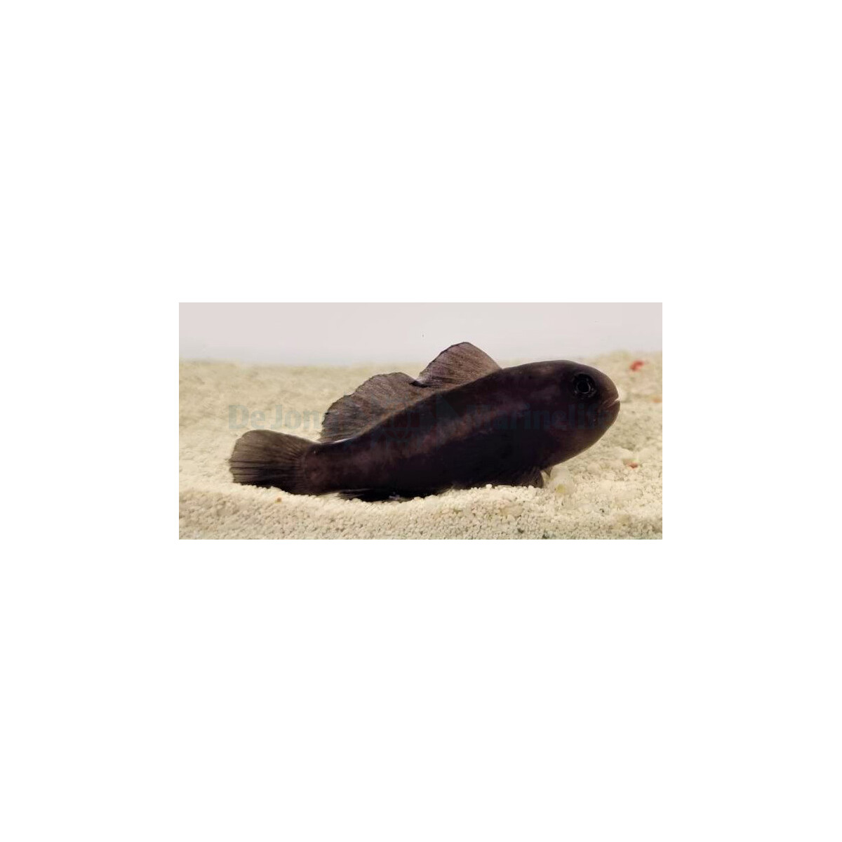 Gobiodon acicularis - Schwarze Korallen Grundel