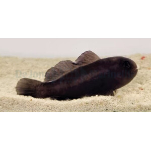 Gobiodon acicularis - Schwarze Korallen Grundel