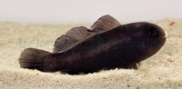 Gobiodon acicularis - Schwarze Korallen Grundel