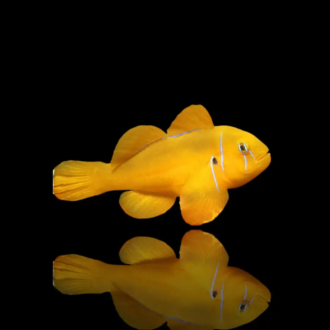 Gobiodon citrinus - Zitronen-Korallengrundel