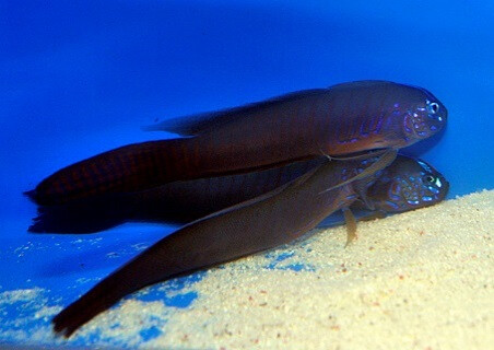 Oxymetopon cyanoctenosum - Kobalt-Grundel