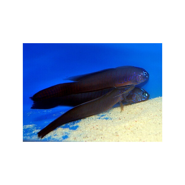 Oxymetopon cyanoctenosum - Kobalt-Grundel