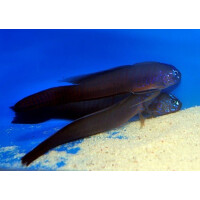 Oxymetopon cyanoctenosum - Kobalt-Grundel