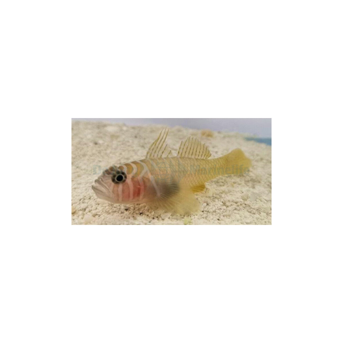 Priolepis cincta - Höhlengrundel