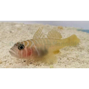 Priolepis cincta - Höhlengrundel
