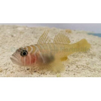 Priolepis cincta - Höhlengrundel