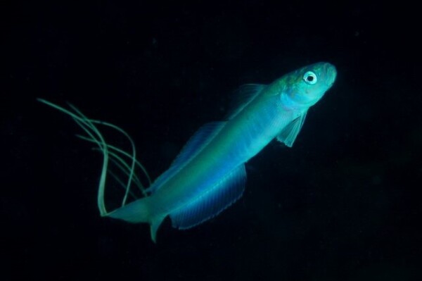 Ptereleotris hanae - Blaue Torpedogrundel
