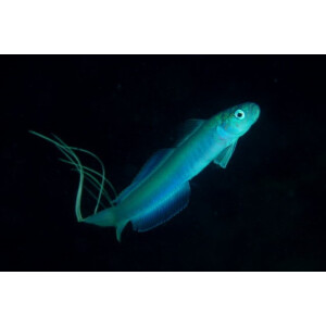 Ptereleotris hanae - Blaue Torpedogrundel