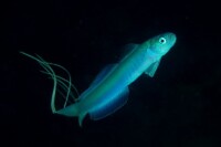 Ptereleotris hanae - Blaue Torpedogrundel