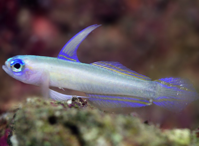 Tryssogobius colini - Blauaugen Zwerg-Pfeil-Grundel