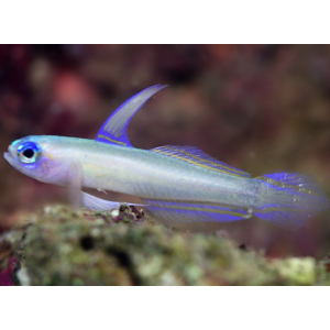 Tryssogobius colini - Blauaugen Zwerg-Pfeil-Grundel