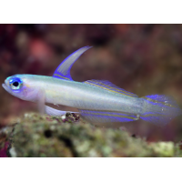 Tryssogobius colini - Blauaugen Zwerg-Pfeil-Grundel