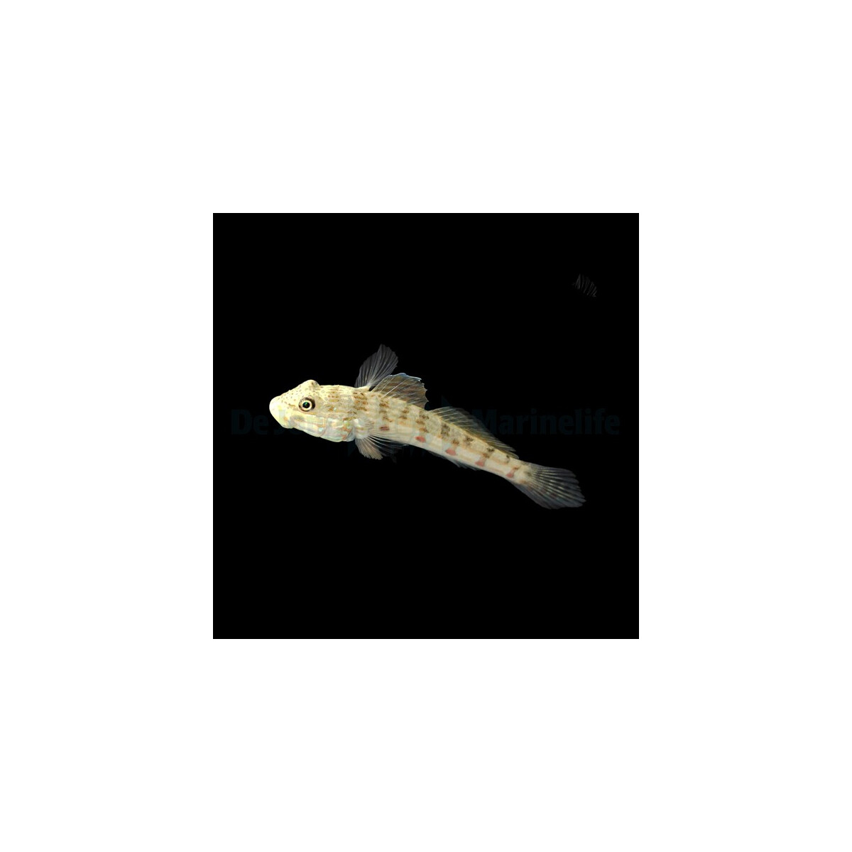 Valenciennea longipinnis - Langflossen Grundel