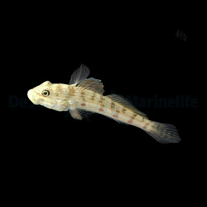 Valenciennea longipinnis - Langflossen Grundel
