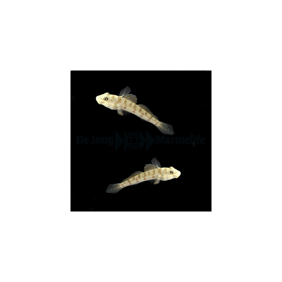 Valenciennea longipinnis - Langflossen Grundel Pärchen