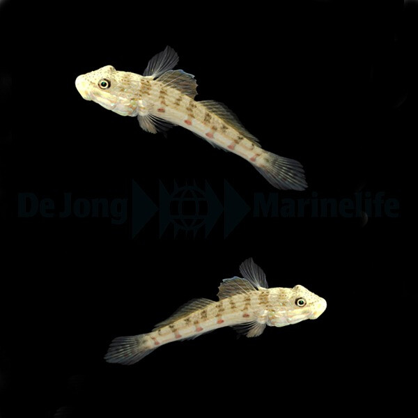 Valenciennea longipinnis - Langflossen Grundel Pärchen