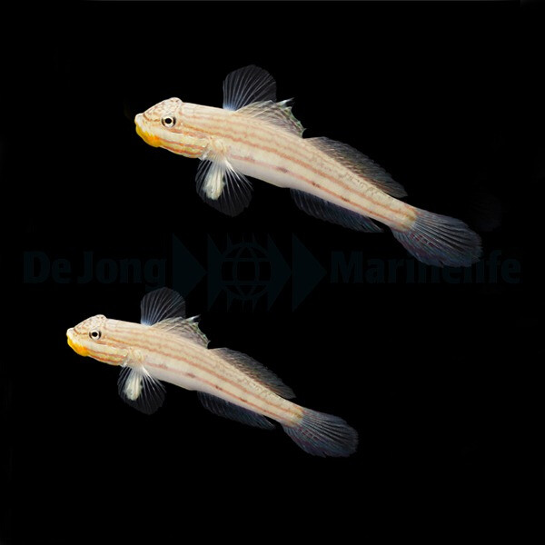 Valenciennea muralis - Vierstreifen-Schläfergrundel Pärchen